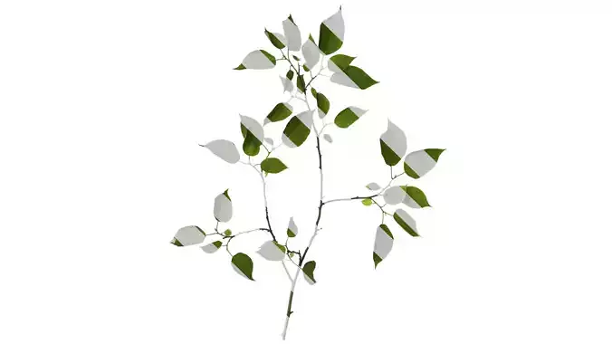 Anydrafts Broussonetia papyrifera Atlas 08