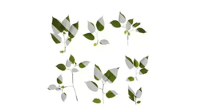 Anydrafts Broussonetia papyrifera Atlas 09