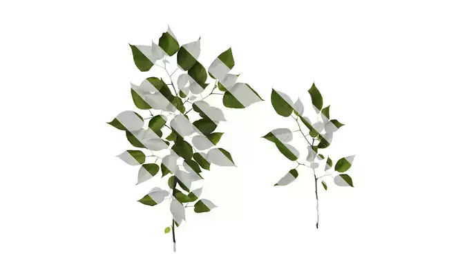 Anydrafts Broussonetia papyrifera Atlas 10