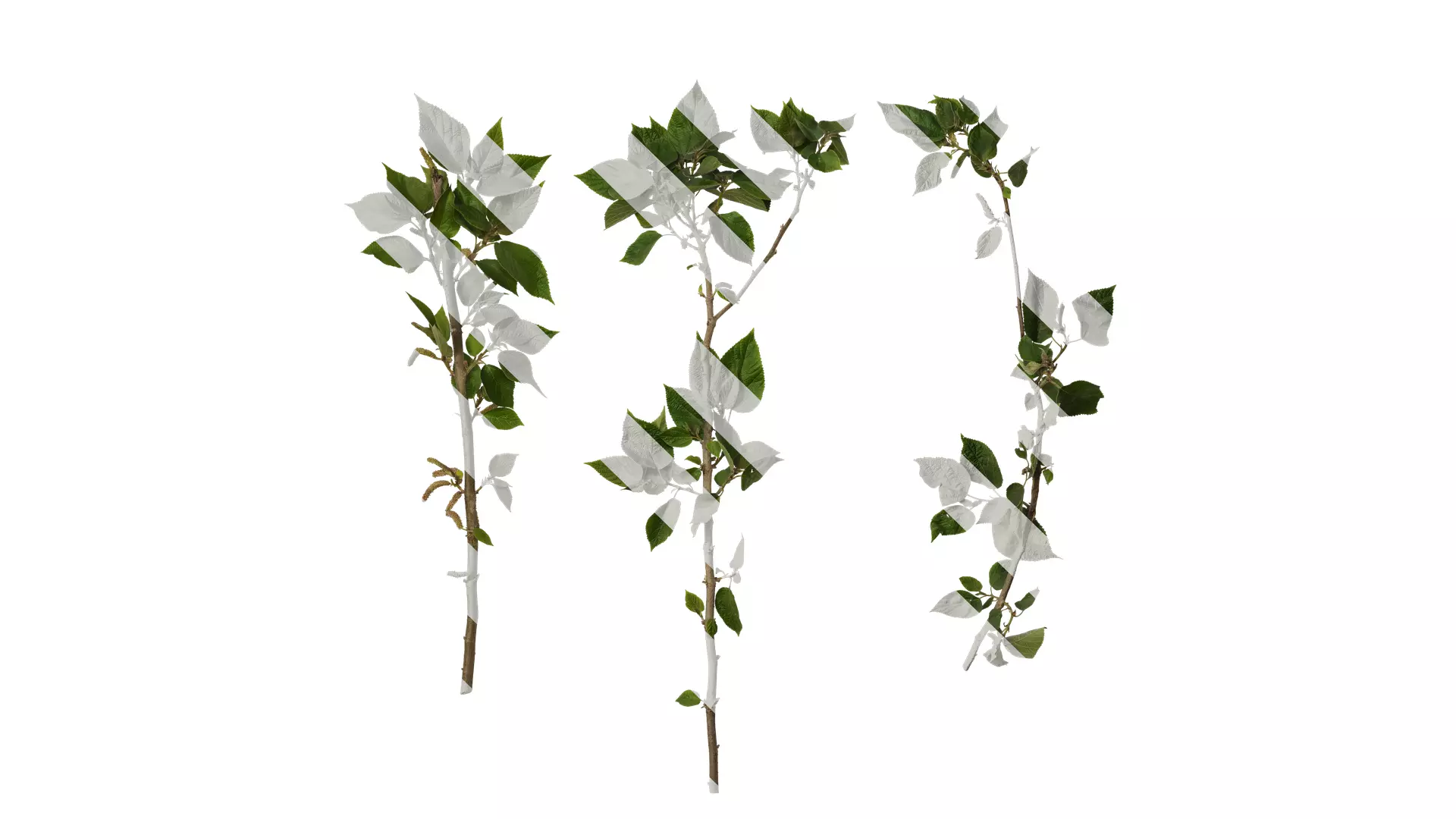 Anydrafts Broussonetia papyrifera Atlas 11 Texture