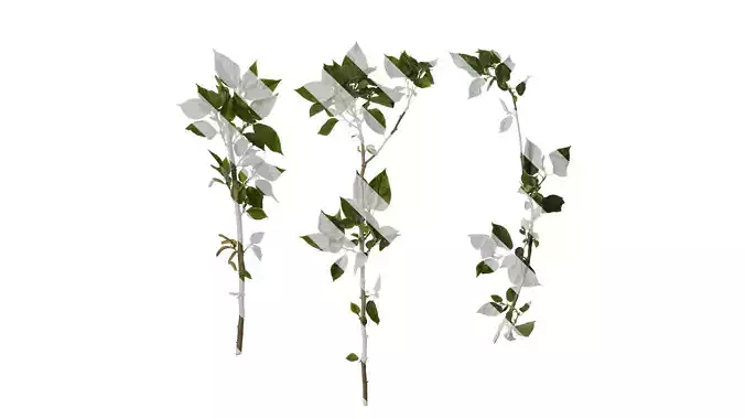 Anydrafts Broussonetia papyrifera Atlas 11