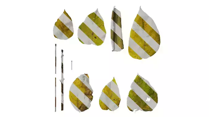 Anydrafts Broussonetia papyrifera Leaf 02 Texture