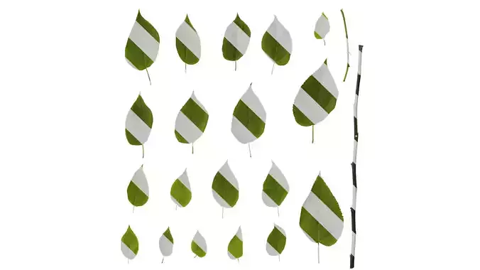 Anydrafts Broussonetia papyrifera Leaf 07