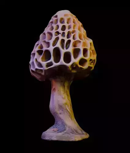 Morrel Mushroom Pack