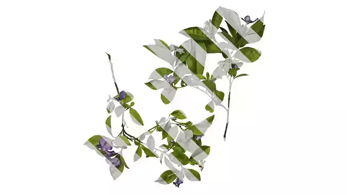 Anydrafts Brunfelsia latifolia Atlas 04