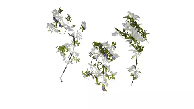 Anydrafts Brunfelsia latifolia Atlas 06 Texture