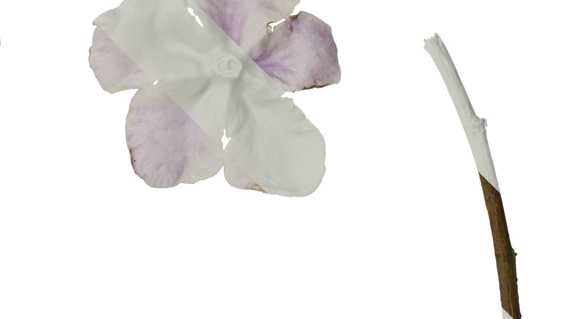 Anydrafts Brunfelsia latifolia Flower 03 Texture_2