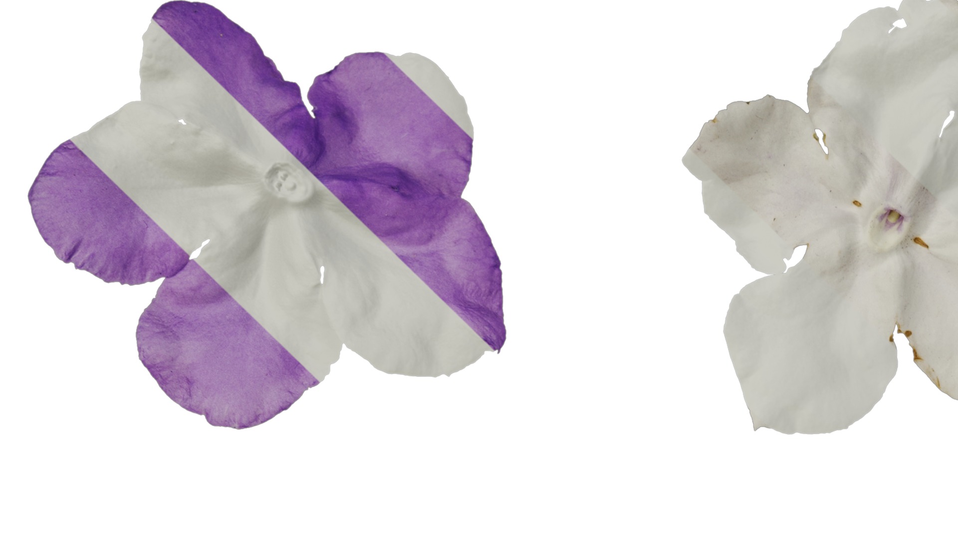 Anydrafts Brunfelsia latifolia Flower 03 Texture_1