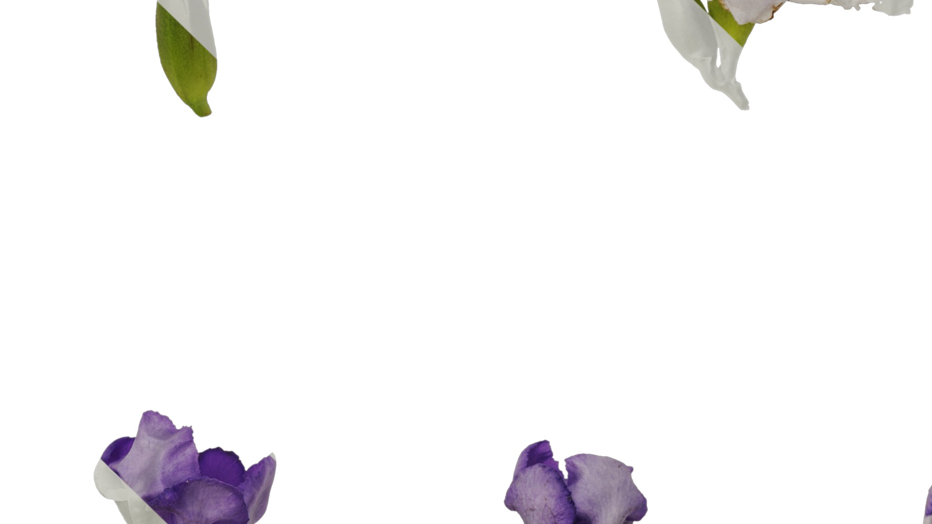 Anydrafts Brunfelsia latifolia Flower 03 Texture_5