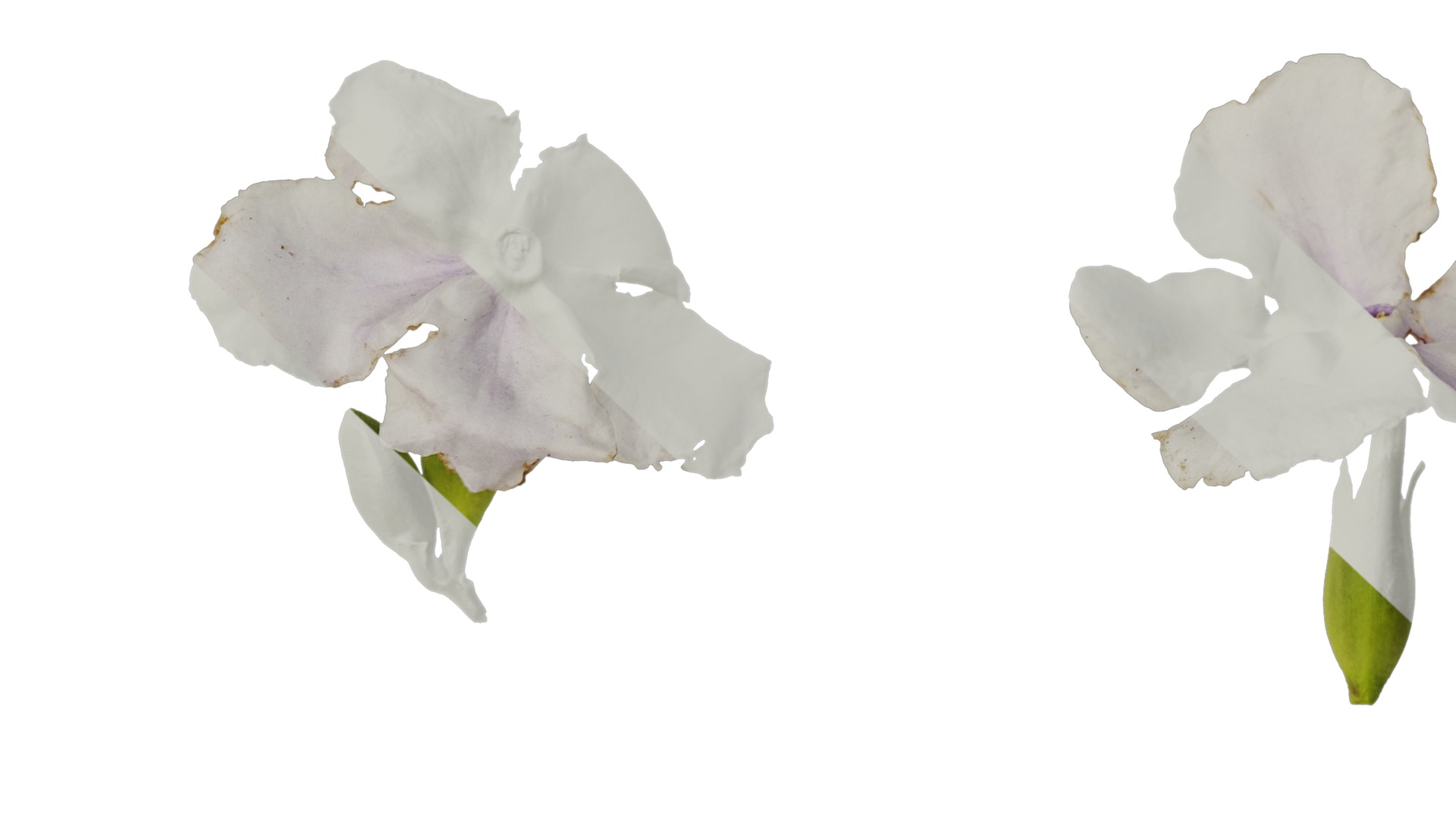 Anydrafts Brunfelsia latifolia Flower 03 Texture_7