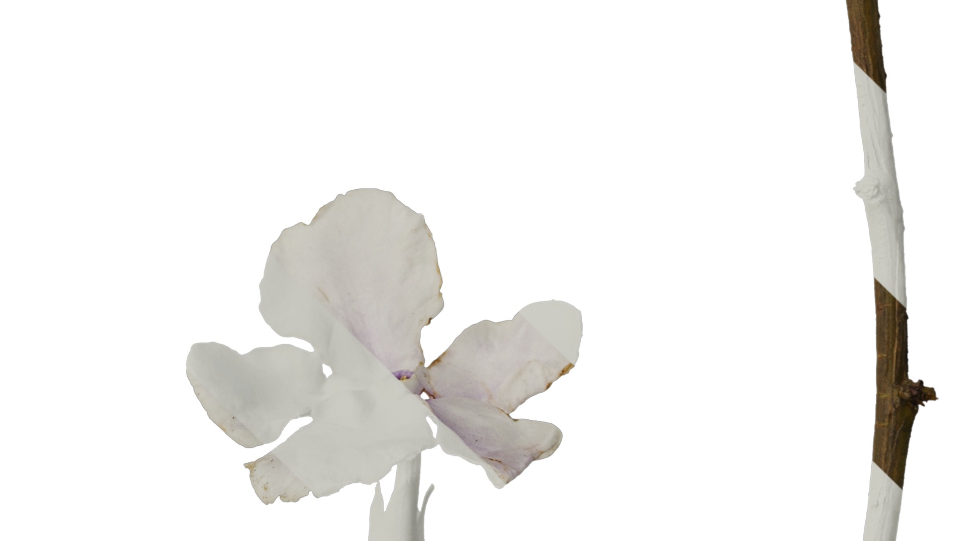 Anydrafts Brunfelsia latifolia Flower 03 Texture_4