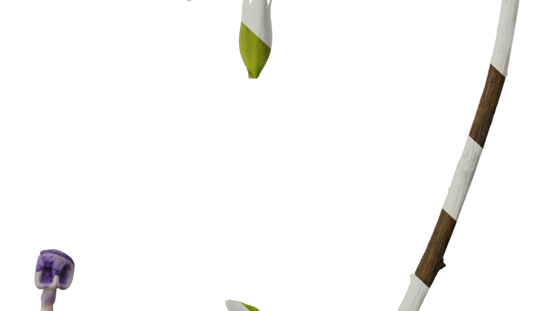 Anydrafts Brunfelsia latifolia Flower 03 Texture_6