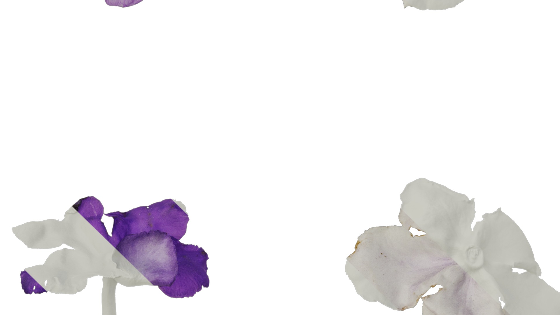 Anydrafts Brunfelsia latifolia Flower 03 Texture_3