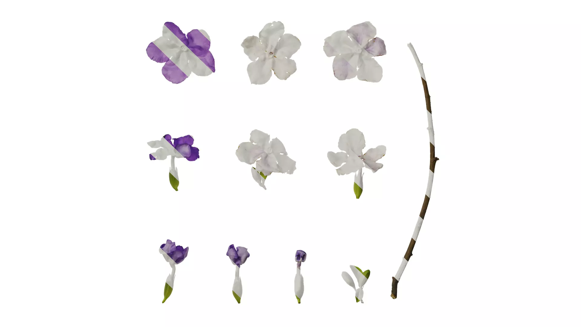 Anydrafts Brunfelsia latifolia Flower 03 Texture_0