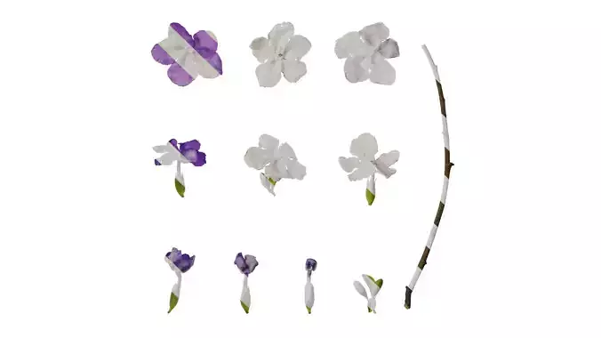 Anydrafts Brunfelsia latifolia Flower 03