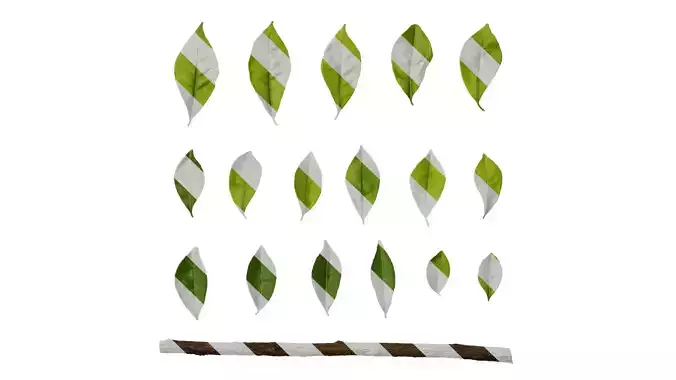 Anydrafts Brunfelsia latifolia Leaf 02 Texture