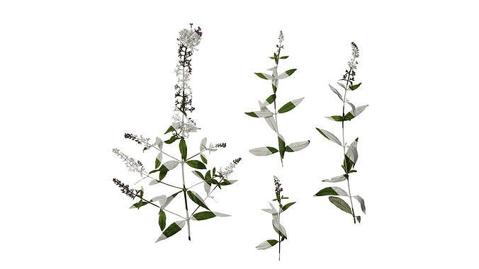 Anydrafts Buddleja lindleyana Atlas 03 Texture