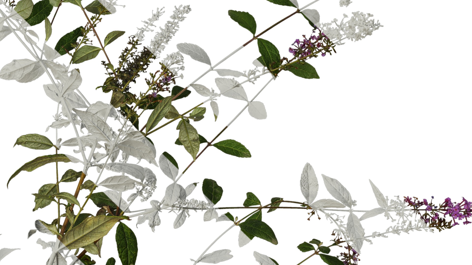 Anydrafts Buddleja lindleyana Atlas 04 Texture_4
