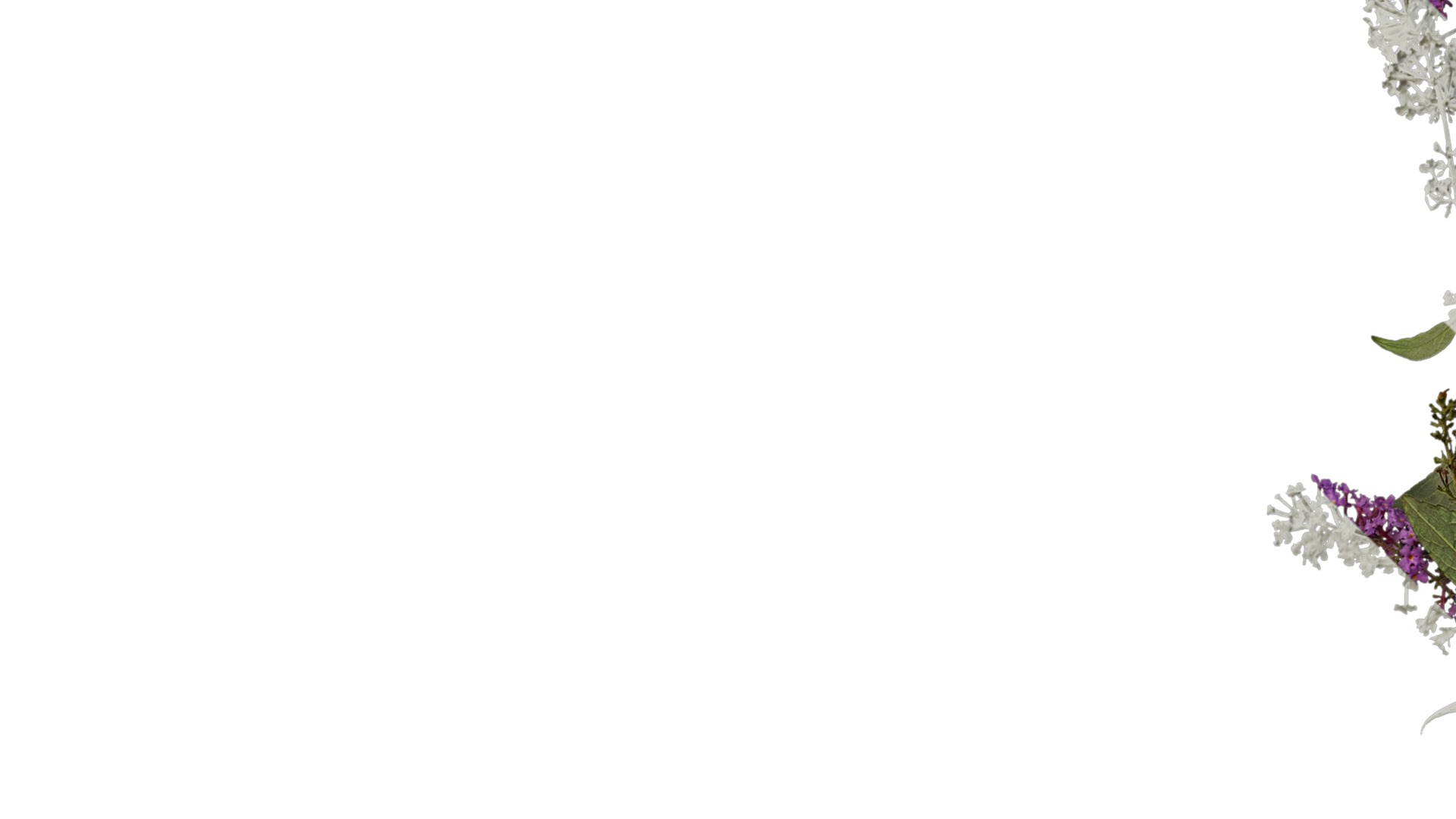 Anydrafts Buddleja lindleyana Atlas 04 Texture_1