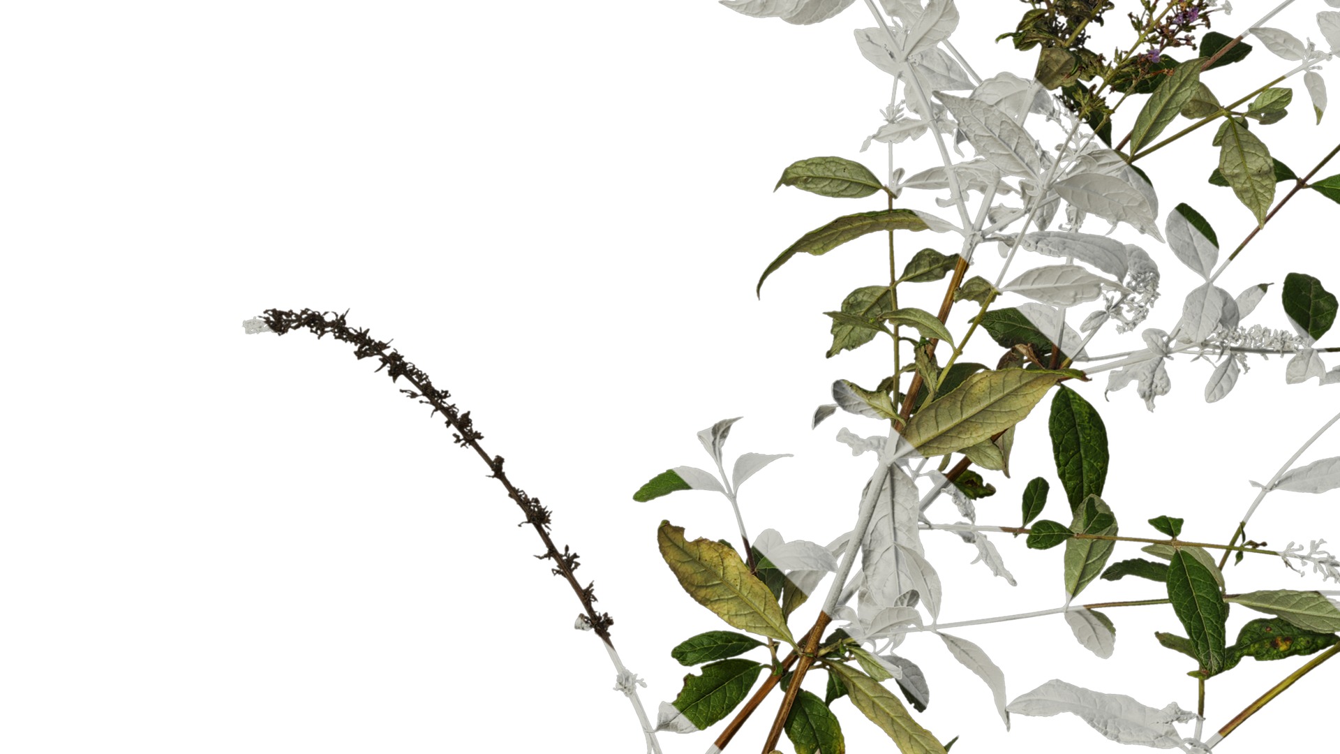 Anydrafts Buddleja lindleyana Atlas 04 Texture_7