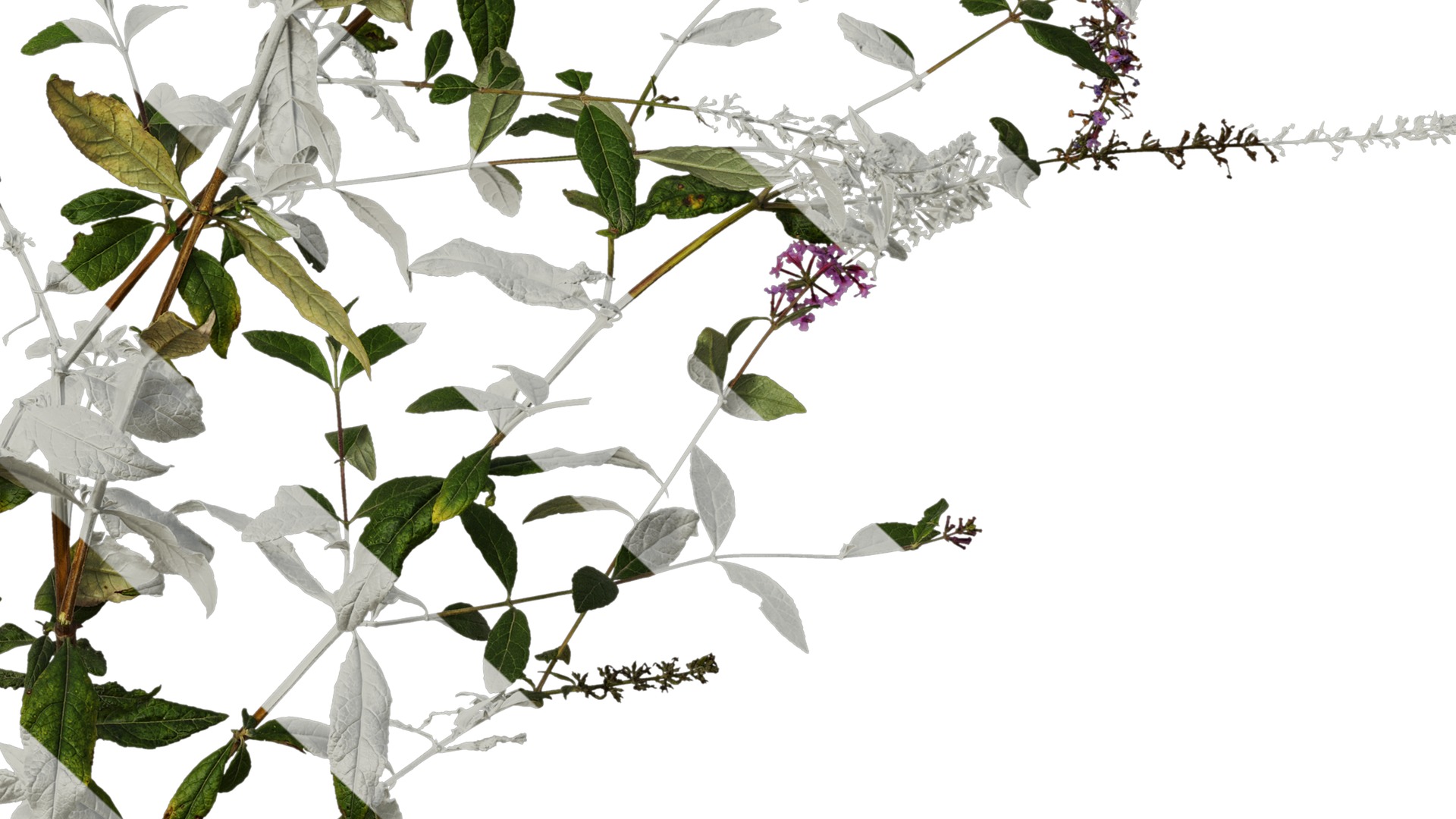 Anydrafts Buddleja lindleyana Atlas 04 Texture_6