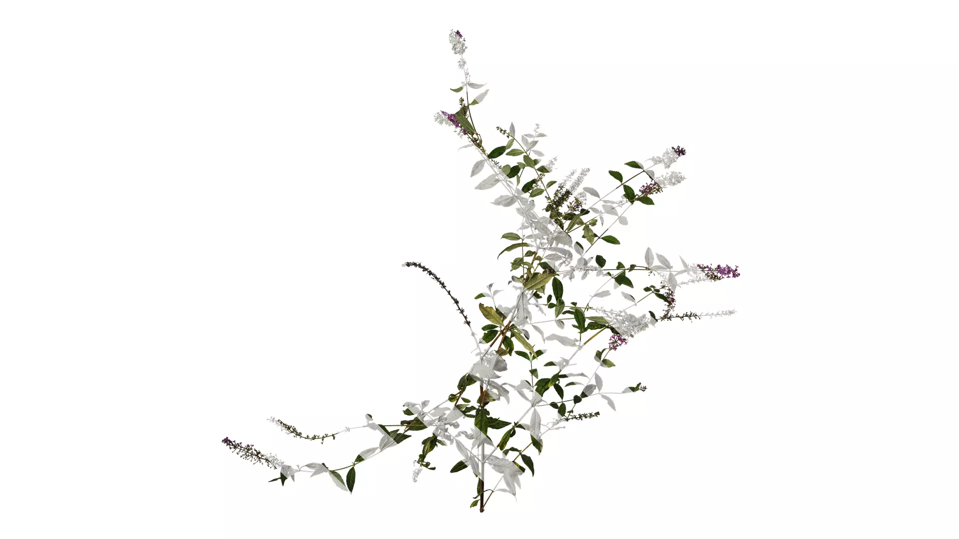 Anydrafts Buddleja lindleyana Atlas 04 Texture_0