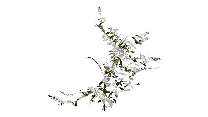 Anydrafts Buddleja lindleyana Atlas 04 Texture