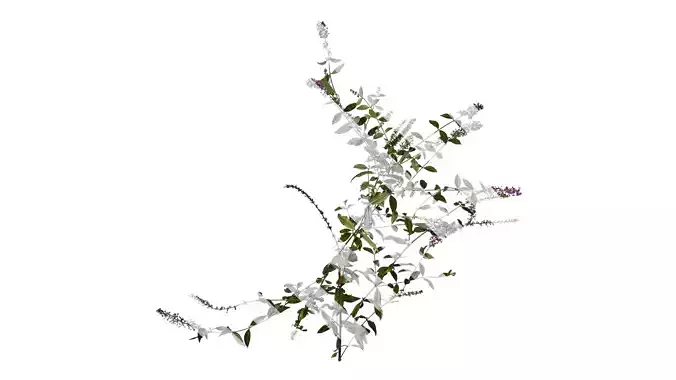 Anydrafts Buddleja lindleyana Atlas 04