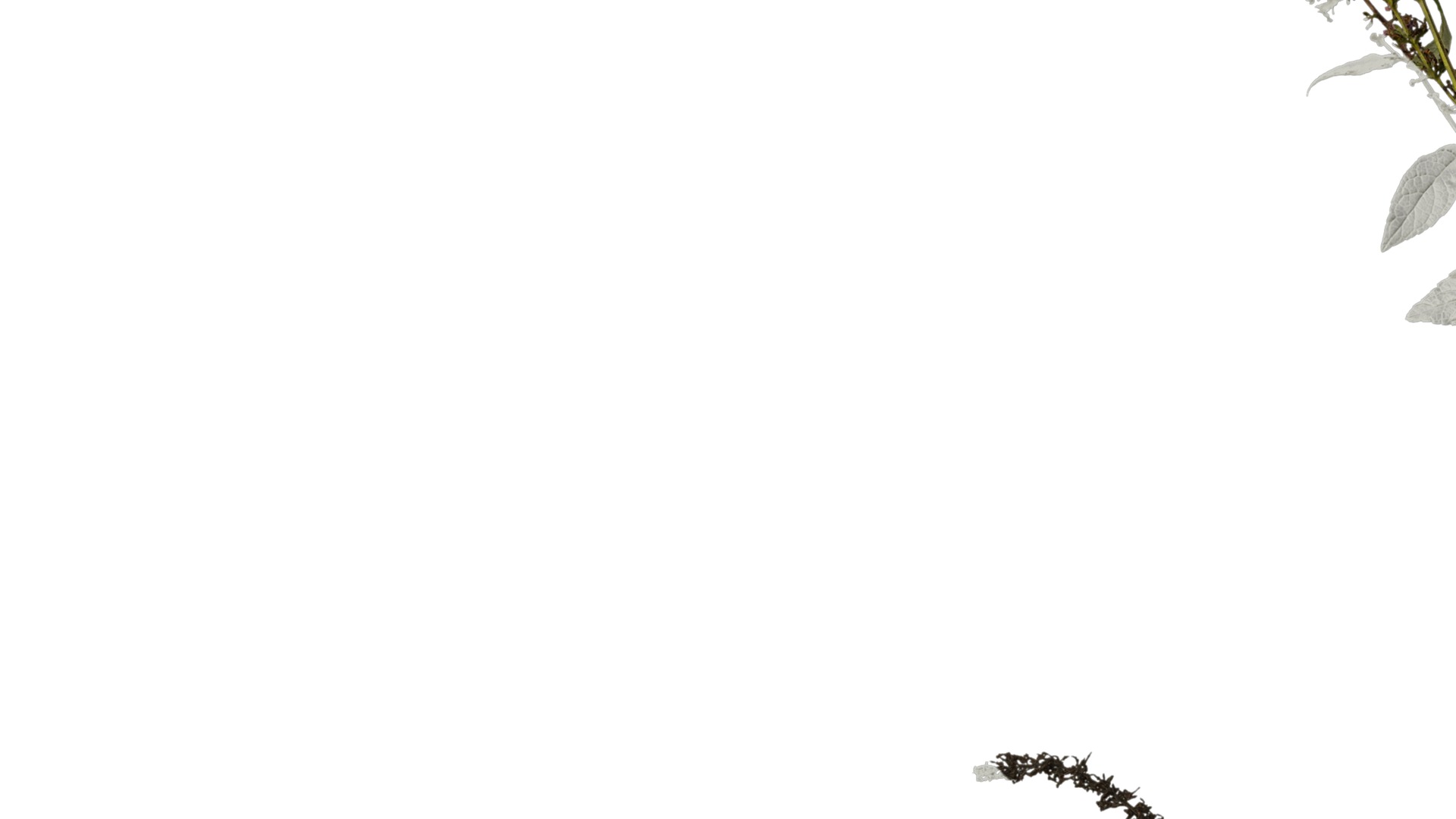 Anydrafts Buddleja lindleyana Atlas 04 Texture_3