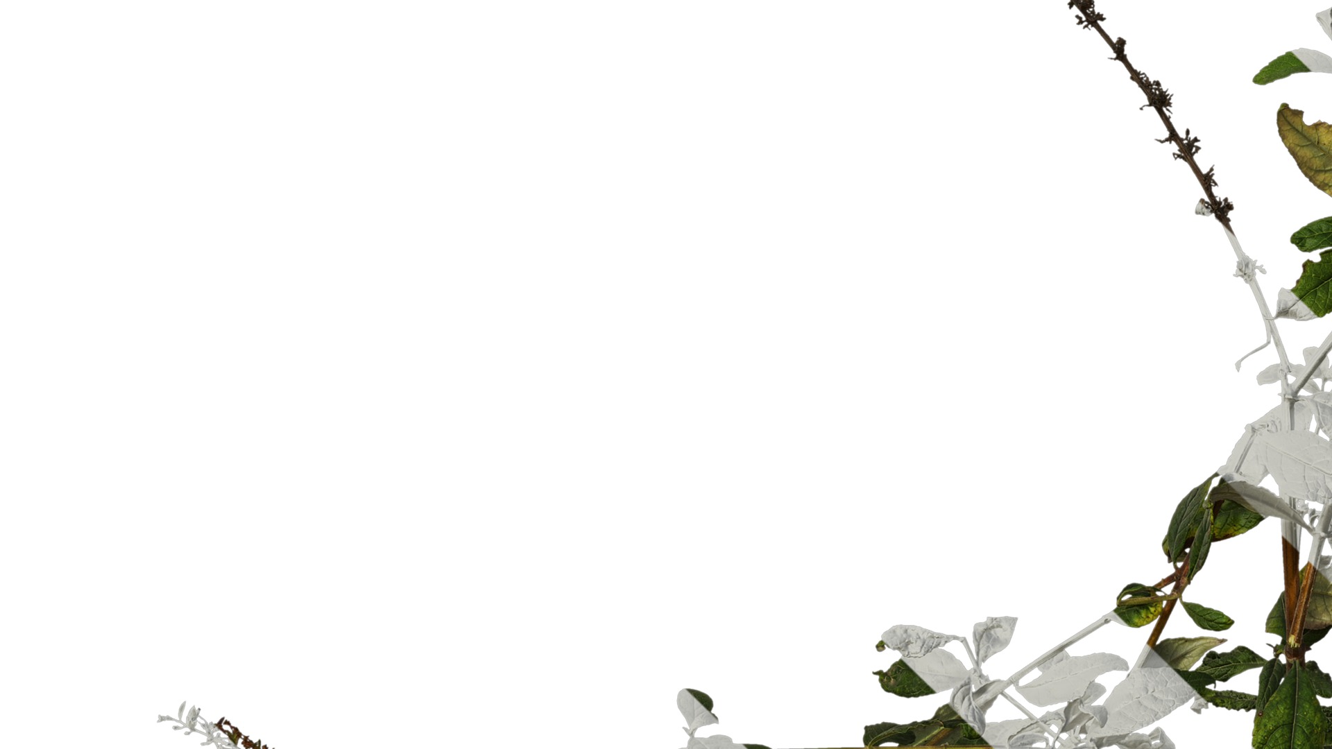 Anydrafts Buddleja lindleyana Atlas 04 Texture_5