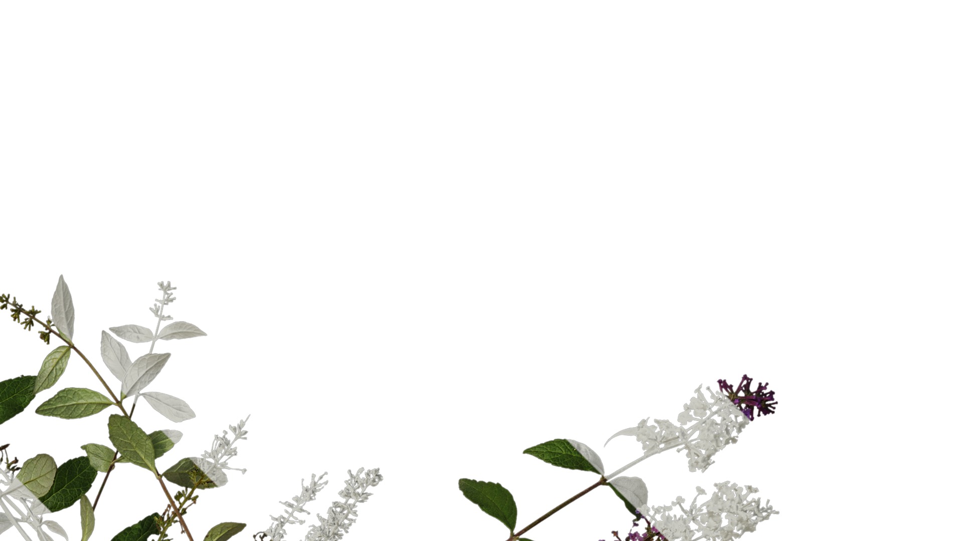 Anydrafts Buddleja lindleyana Atlas 04 Texture_2