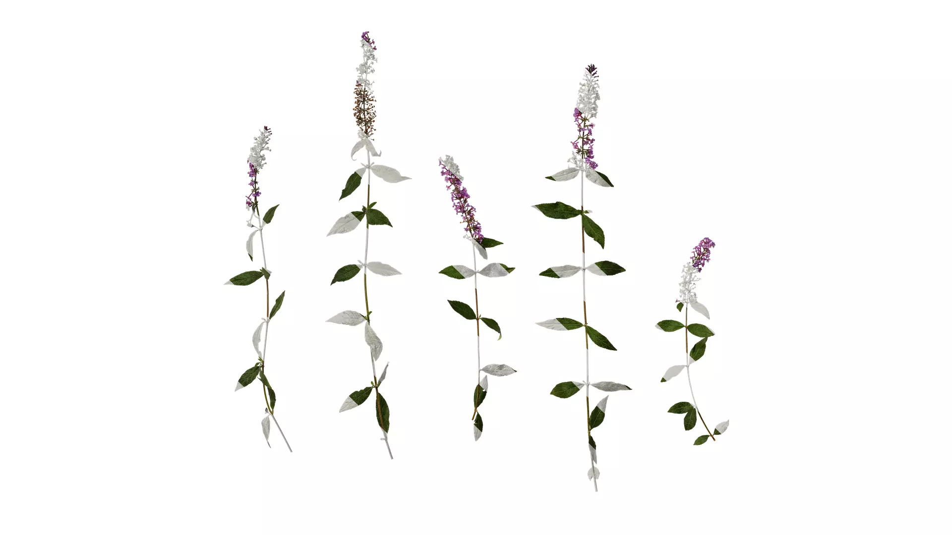Anydrafts Buddleja lindleyana Atlas 05 Texture_0