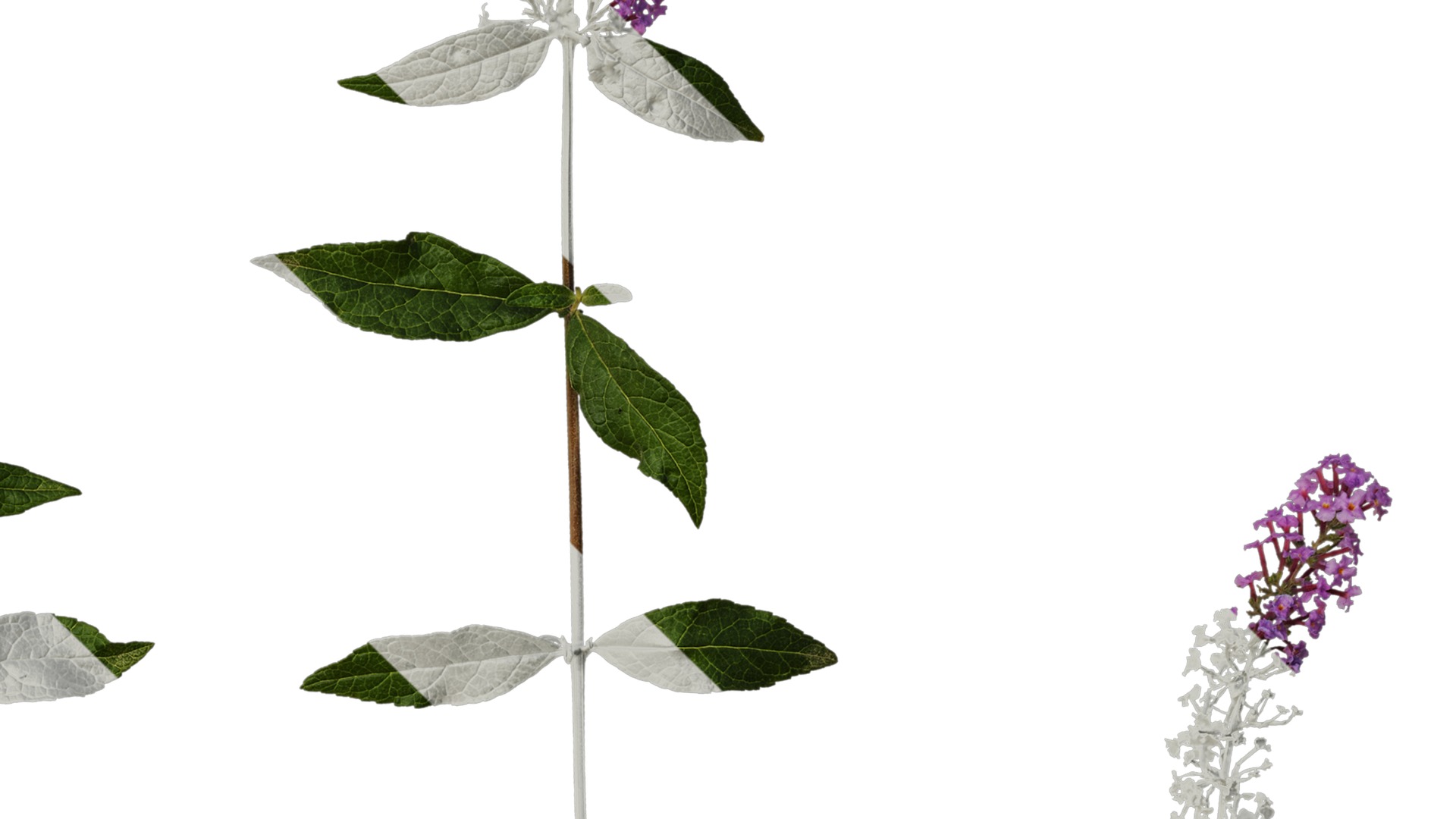 Anydrafts Buddleja lindleyana Atlas 05 Texture_4