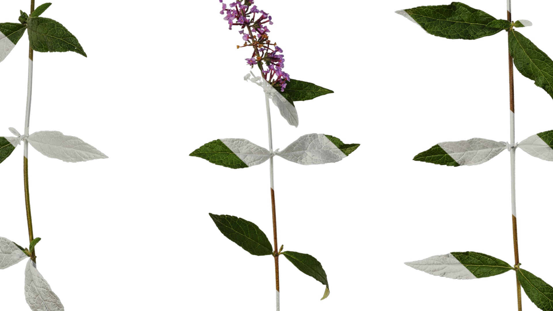 Anydrafts Buddleja lindleyana Atlas 05 Texture_7