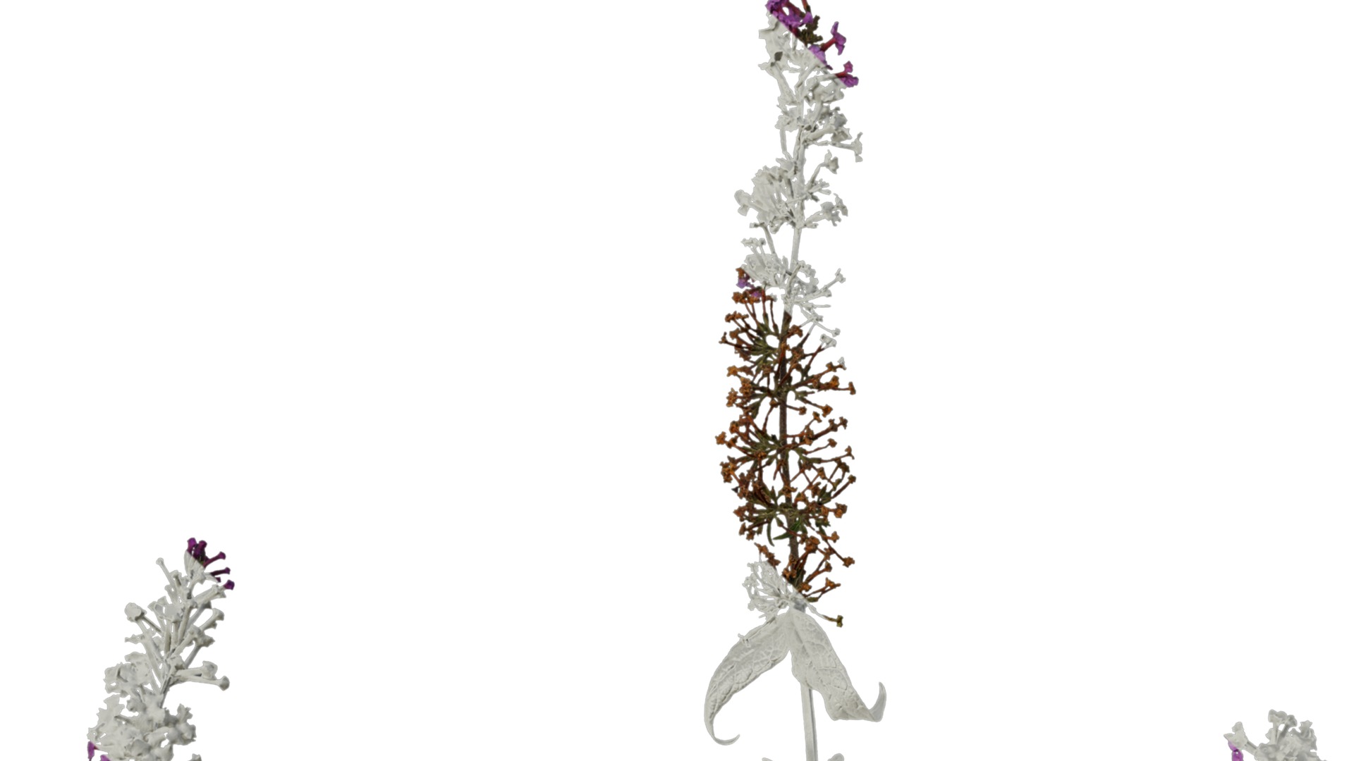 Anydrafts Buddleja lindleyana Atlas 05 Texture_1