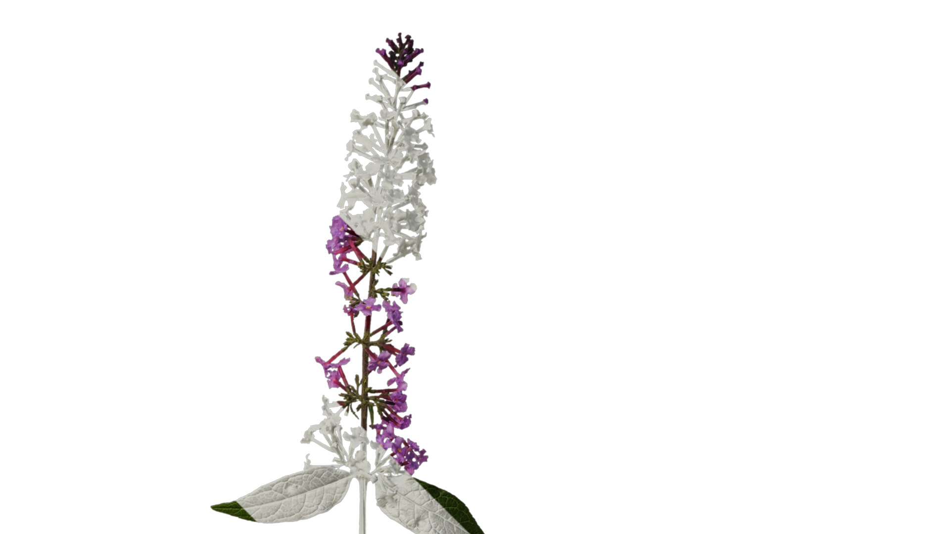 Anydrafts Buddleja lindleyana Atlas 05 Texture_2