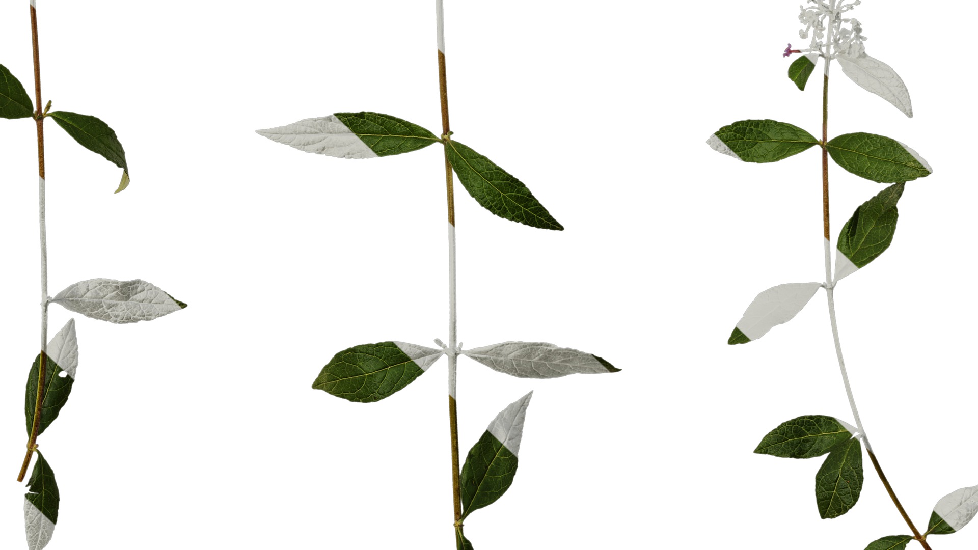 Anydrafts Buddleja lindleyana Atlas 05 Texture_6