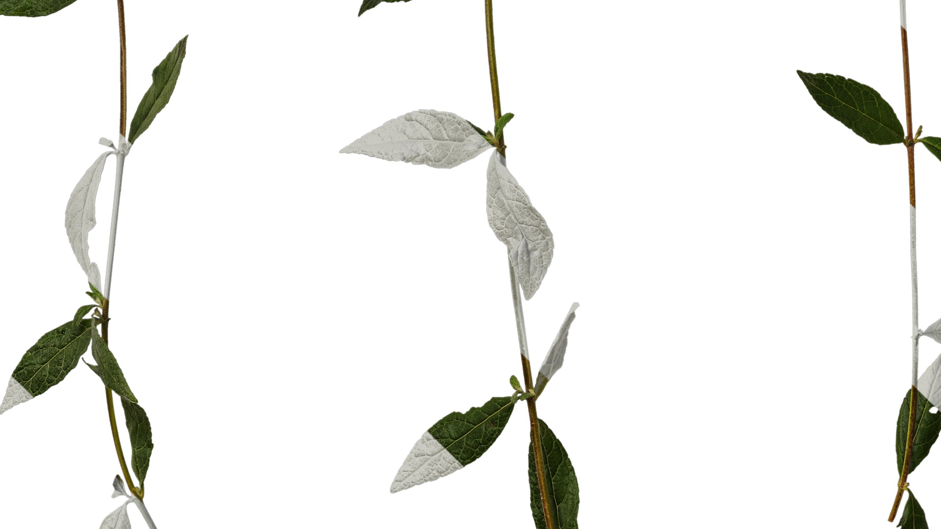 Anydrafts Buddleja lindleyana Atlas 05 Texture_5