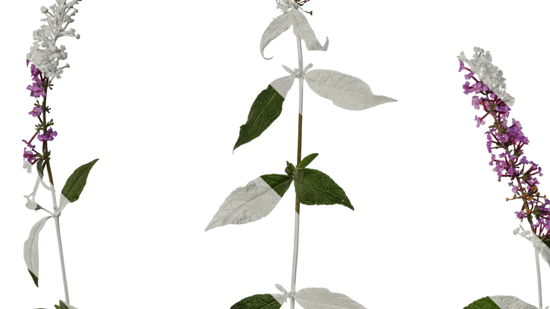 Anydrafts Buddleja lindleyana Atlas 05 Texture_3