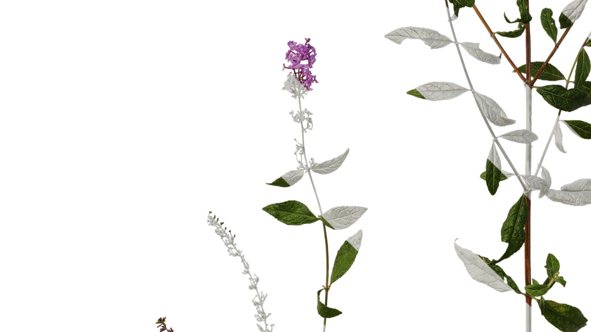 Anydrafts Buddleja lindleyana Atlas 06 Texture_5