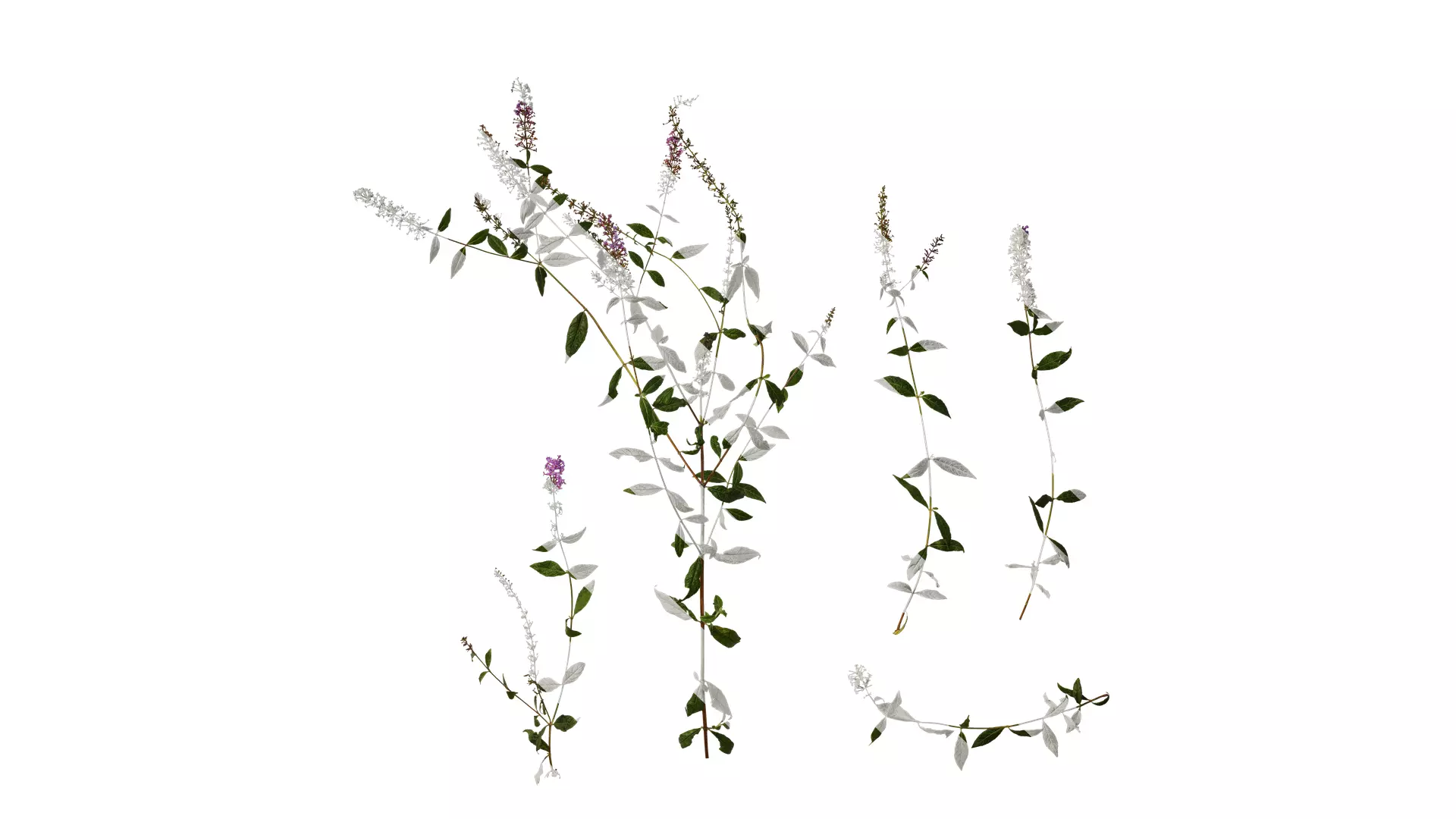 Anydrafts Buddleja lindleyana Atlas 06 Texture_0