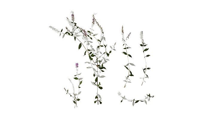 Anydrafts Buddleja lindleyana Atlas 06 Texture