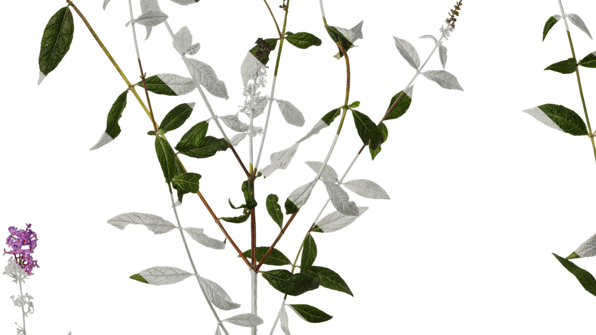 Anydrafts Buddleja lindleyana Atlas 06 Texture_7