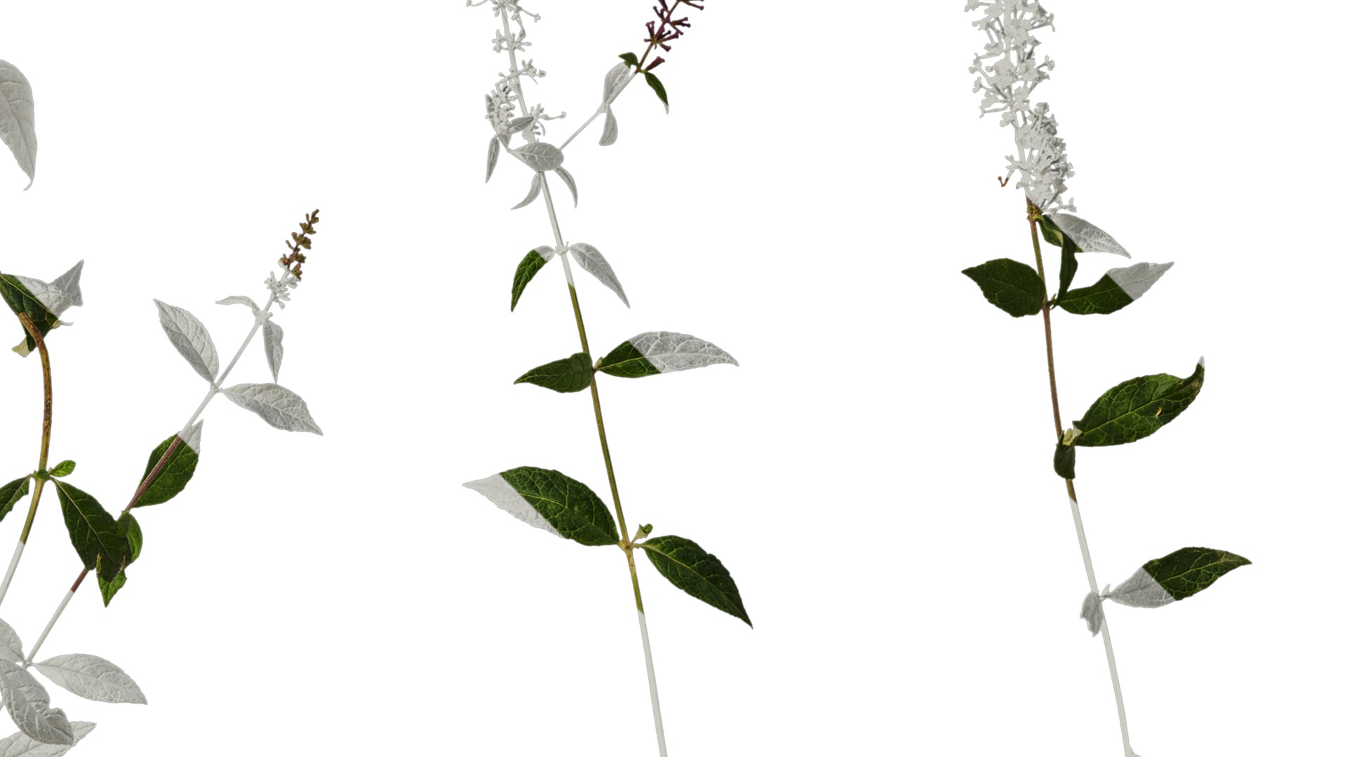 Anydrafts Buddleja lindleyana Atlas 06 Texture_4