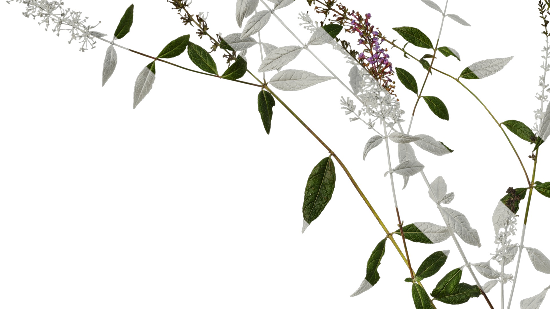 Anydrafts Buddleja lindleyana Atlas 06 Texture_3