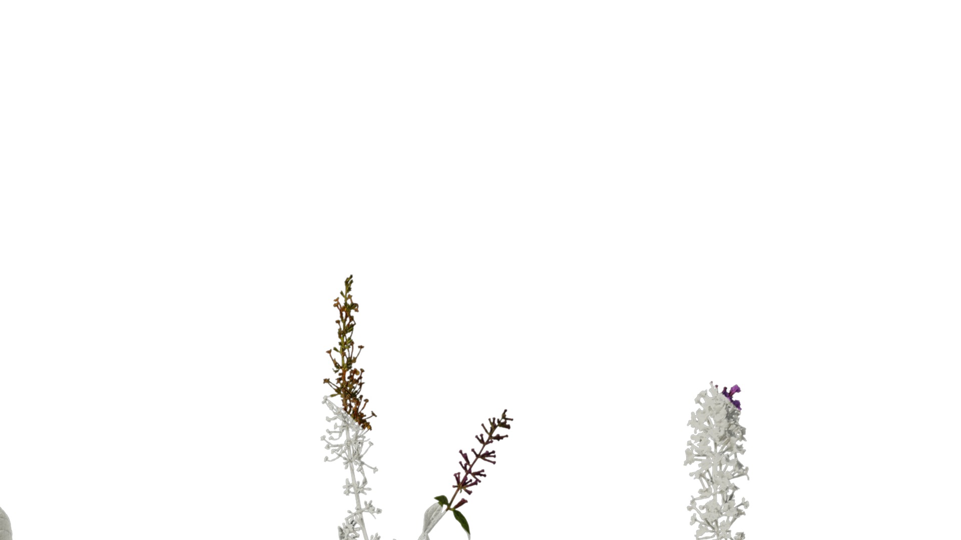 Anydrafts Buddleja lindleyana Atlas 06 Texture_2