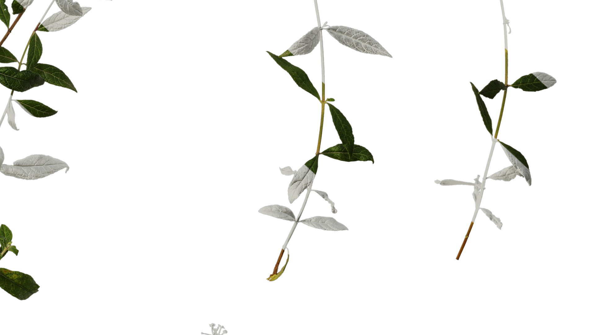 Anydrafts Buddleja lindleyana Atlas 06 Texture_6