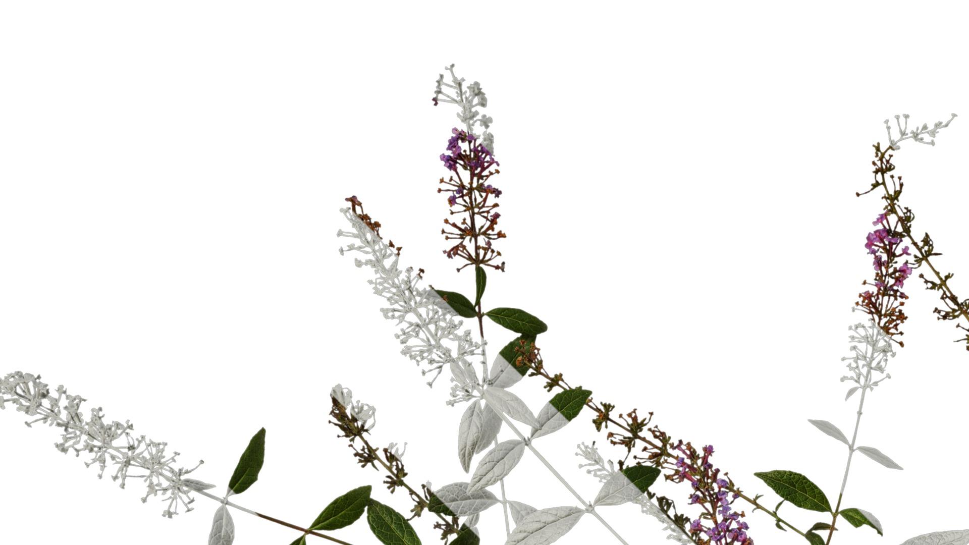 Anydrafts Buddleja lindleyana Atlas 06 Texture_1