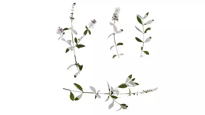 Anydrafts Buddleja lindleyana Atlas 07