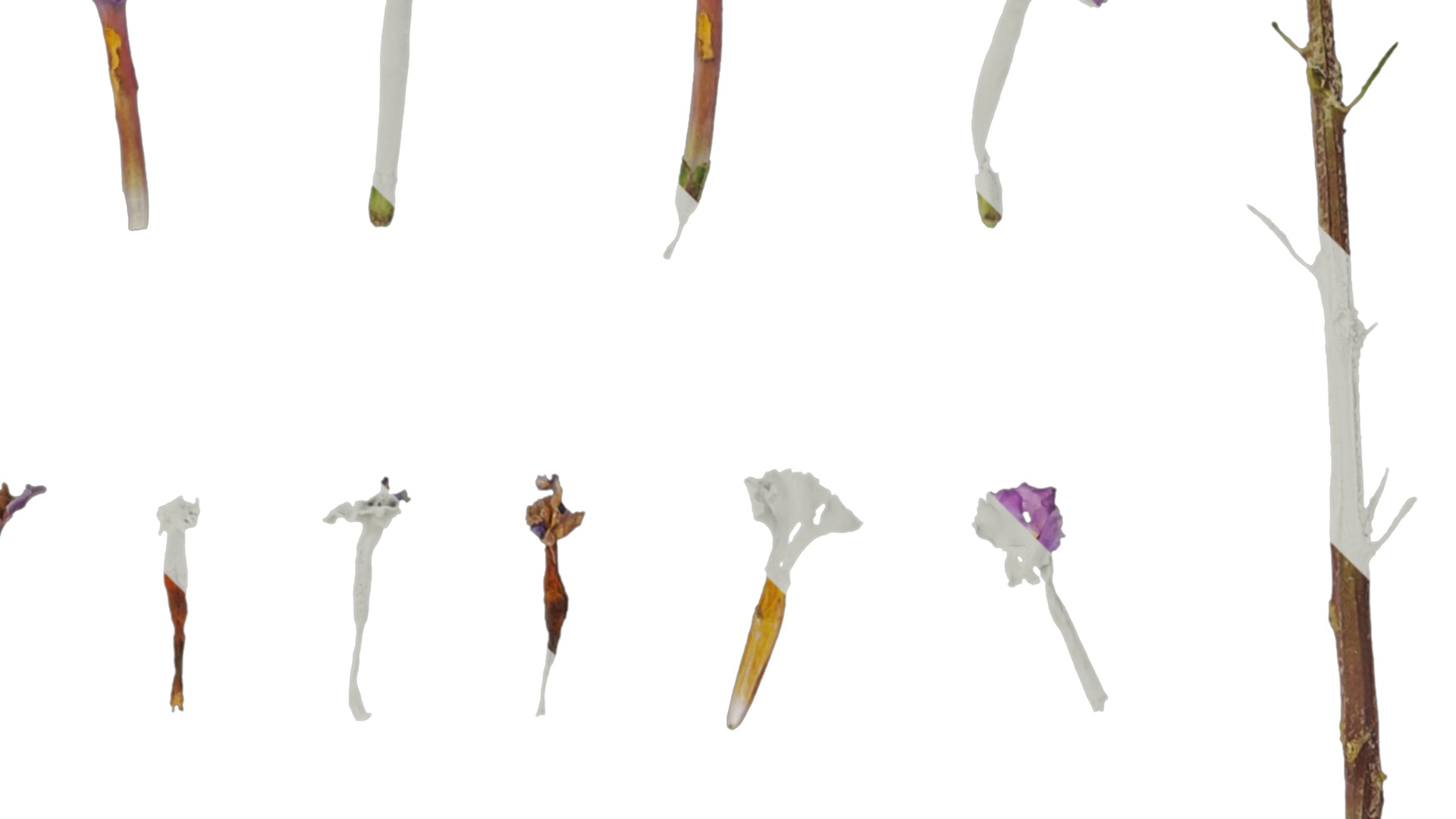 Anydrafts Buddleja lindleyana Flower 01 Texture_2